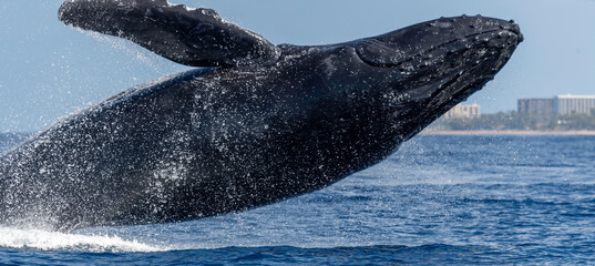 Humpback Whale Breaching in Maui, Hawaii