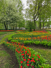 Large flower beds with colorful tulips on a spring day among trees and flowering cherry trees . The...