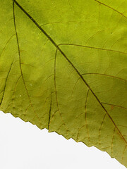 Tilted green leaf with veins on white background, close-up