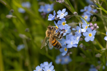 macro of a bee on a blue flower collecting nectar
