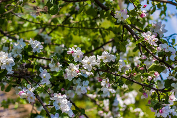 Apple trees in bloom on a bright sunny day, against a bright blue sky and lake. Natural floral seasonal background.Beautiful blooming apple orchard, spring day