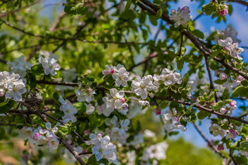 Apple trees in bloom on a bright sunny day, against a bright blue sky and lake. Natural floral seasonal background.Beautiful blooming apple orchard, spring day