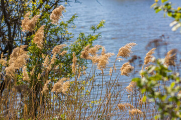 Pampas grass on the lake, reeds, cane seeds. The reeds on the lake sway in the wind against the blue sky and water. Abstract natural background. Beautiful pattern with bright colors
