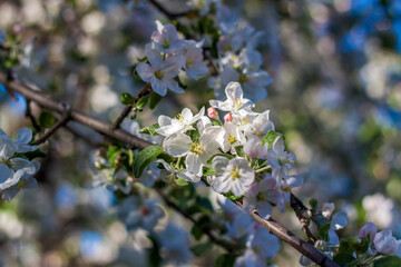 Apple trees in bloom on a bright sunny day, against a bright blue sky. Natural floral seasonal background.Beautiful blooming apple orchard, spring day