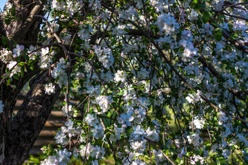 Apple trees in bloom on a bright sunny day, against a bright blue sky. Natural floral seasonal background.Beautiful blooming apple orchard, spring day