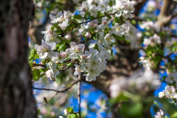 Apple trees in bloom on a bright sunny day, against a bright blue sky. Natural floral seasonal background.Beautiful blooming apple orchard, spring day