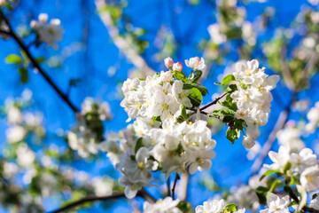 Apple trees in bloom on a bright sunny day, against a bright blue sky. Natural floral seasonal background.Beautiful blooming apple orchard, spring day