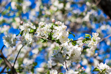 Apple trees in bloom on a bright sunny day, against a bright blue sky. Natural floral seasonal background.Beautiful blooming apple orchard, spring day