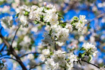 Apple trees in bloom on a bright sunny day, against a bright blue sky. Natural floral seasonal background.Beautiful blooming apple orchard, spring day