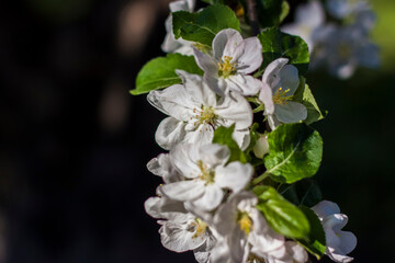 Apple trees in bloom on a bright sunny day, against a bright blue sky. Natural floral seasonal background.Beautiful blooming apple orchard, spring day