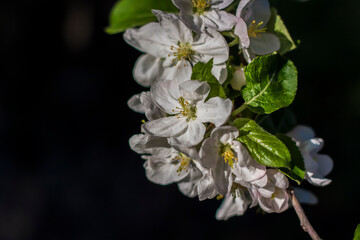 Apple trees in bloom on a bright sunny day, against a bright blue sky. Natural floral seasonal background.Beautiful blooming apple orchard, spring day