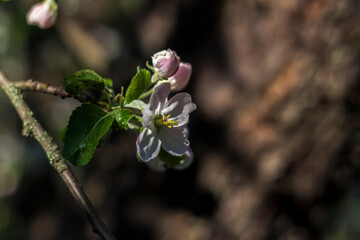 Apple trees in bloom on a bright sunny day, against a bright blue sky. Natural floral seasonal background.Beautiful blooming apple orchard, spring day