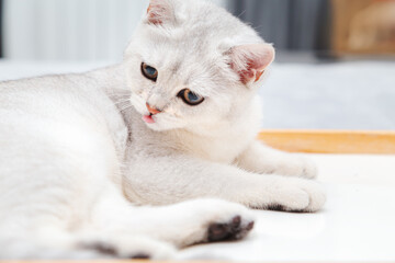 Fototapeta na wymiar Lazy white British cat lying on a tray.