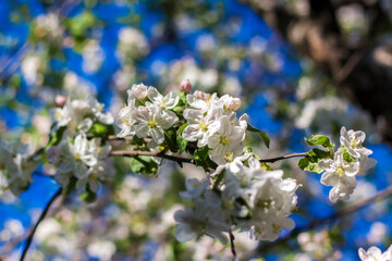Apple trees in bloom on a bright sunny day, against a bright blue sky. Natural floral seasonal background.Beautiful blooming apple orchard, spring day