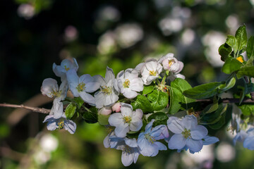 Apple trees in bloom on a bright sunny day, against a bright blue sky. Natural floral seasonal background.Beautiful blooming apple orchard, spring day