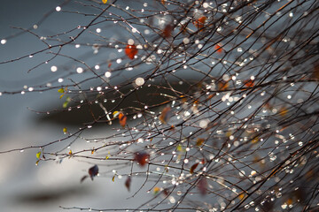 bushes after the rain with glare and bokeh