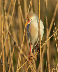 Cattle Egret