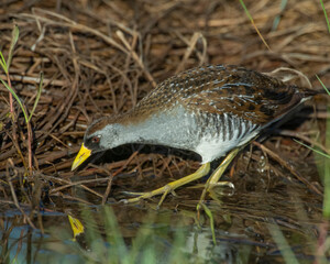 A Sora hunting in the marsh