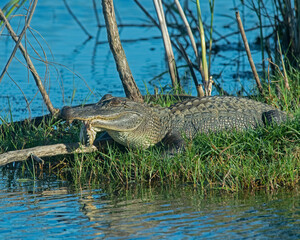 American Alligator with a broken jaw