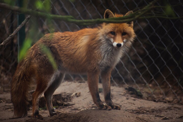 red fox in the zoo
