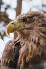 american bald eagle