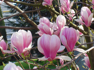 Beautiful pink magnolia tree during blooming. Springtime