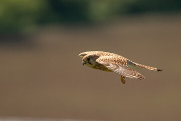 falke