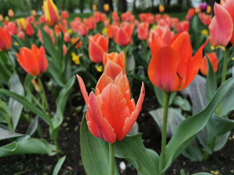 Red tulip, Greig's "Ali Baba" tulips, in a flower bed. The festival of tulips on Elagin Island in St. Petersburg.