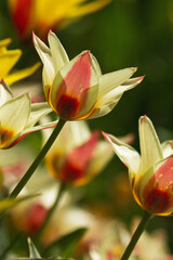 Lilienblütige Tulpen