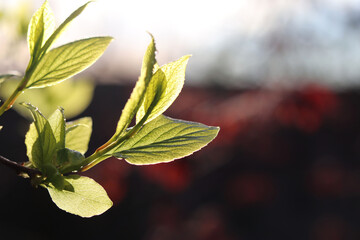 leaves on a branch