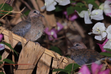 birds on the branch