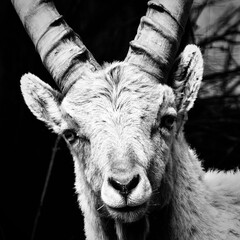 portrait of a goat