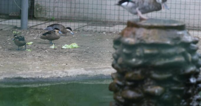 The silver teal ,  versicolor teal (Spatula versicolor) on the pond