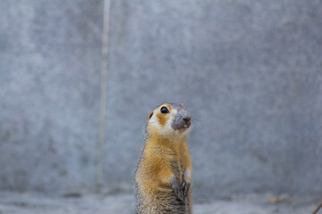 prairie dog looking at you