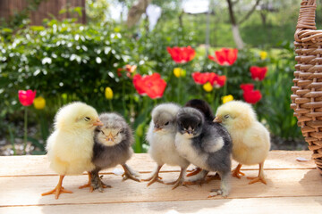 Small chickens stand on a wooden table. Contrast sunlight and beautifully blurred background. Springtime. Group of little chicks. Close up. The chickens hatched from eggs on the farm.