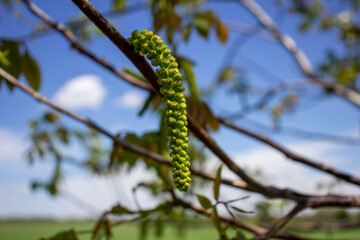 Blooming branch of a walnut. Walnut branch with young postcards blurred background.