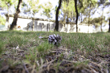 Dried pineapple in a pine forest