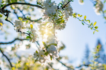 Fototapeta premium Flowers of blooming apple tree in spring
