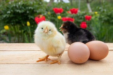 Small chickens stand on a wooden table. Contrast sunlight and beautifully blurred background....