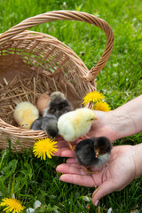 Small chickens stand on a woman's hands in green grass. Springtime. A group of little chickens in a...