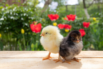Small chickens stand on a wooden table. Contrast sunlight and beautifully blurred background. Springtime. Group of little chicks. Close up. The chickens hatched from eggs on the farm.