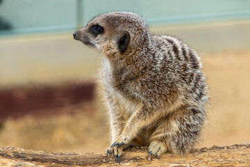Fototapeta premium A Meerkat