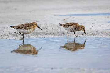 Zwei Alpenstrandläufer spiegeln sich im Wasseer