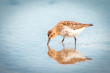 Alpenstrandläufer mit Spiegelung im Wasser