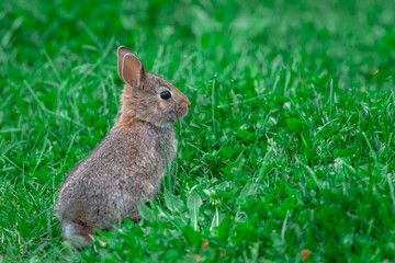 Baby cottontail rabbit sits up in green grass