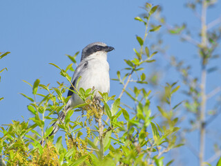 eastern loggerhead shrike (Lanius ludovicianus) perched on top of oak tree in springtime, looking right while hunting