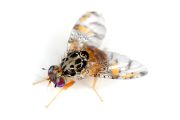 Mediterranean fruit fly or medfly (Ceratitis capitata) is considered to be one of the most...