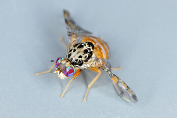 Mediterranean fruit fly or medfly (Ceratitis capitata) is considered to be one of the most destructive fruit pests in the world