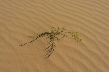sand in the dunes and green plant on a sunny day.