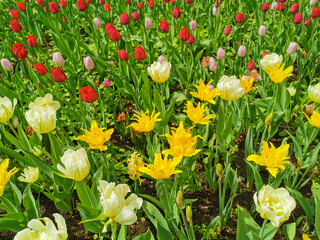 Obraz premium White double and yellow tulips with sharp petals. The festival of tulips on Elagin Island in St. Petersburg.